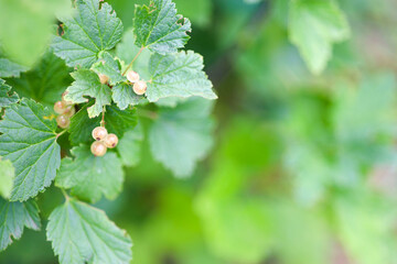 Brush of white currant berries and green leaves. White currant Ribes rubrum White grape Close up.