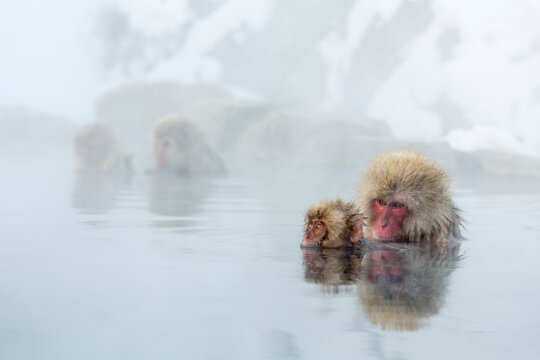 Japanese macaque taking a hot spring bath with parent and child, Japan,Nagano Prefecture,Yamanouchi, Nagano,Jigokudani