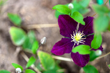 Blooming purple clematis flower on a green background in summertime.