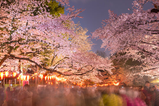 Ueno Park nocturnal view of cherry blossoms , Japan,Tokyo,Taito, Tokyo