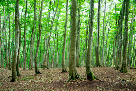 Bijinbayashi Forest, Japan,Niigata Prefecture,Tokamachi, Niigata,Matsunoyama