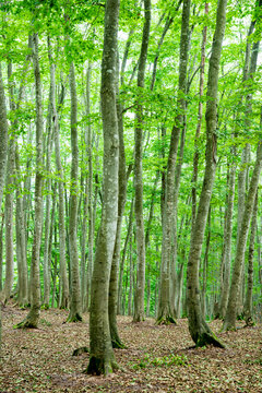 Bijinbayashi Forest, Japan,Niigata Prefecture,Tokamachi, Niigata,Matsunoyama