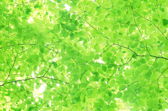 Young leaves of beech and sunlight through the trees, Niigata Prefecture,Japan