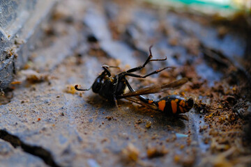 Great Potter Wasp Macro. Animal Closeups. Photo of Great Potter Wasp dying in a window (Delta Unguiculatum) macro. Photography using a macro lens. Bandung - Indonesia.