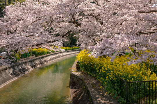 Lake Biwa hydrophobic waterway and rows of cherry trees, Japan,Kyoto prefecture,Kyoto city