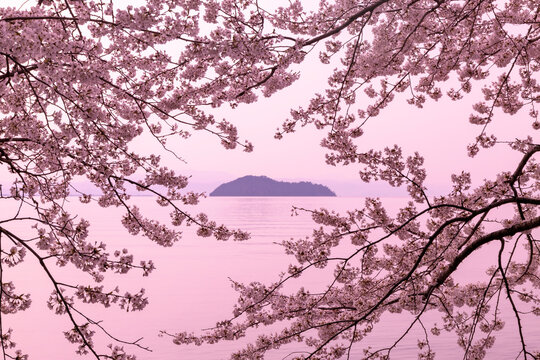 Cherry blossoms of Kaizuosaki, Japan,Shiga Prefecture,Takashima, Shiga