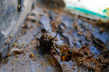 Great Potter Wasp Macro. Animal Closeups. Photo of Great Potter Wasp dying in a window (Delta Unguiculatum) macro. Photography using a macro lens. Bandung - Indonesia.