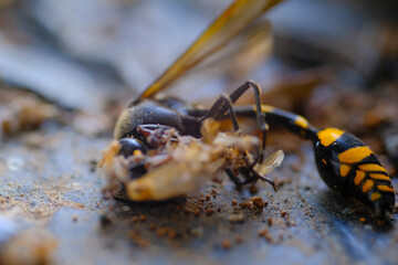 Great Potter Wasp Macro. Animal Closeups. Photo of Great Potter Wasp dying in a window (Delta Unguiculatum) macro. Photography using a macro lens. Bandung - Indonesia.