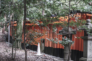 Fototapeta na wymiar Enshrine the fox! A shrine rich in Kyoto's deep history [Fushimi Inari Taisha]