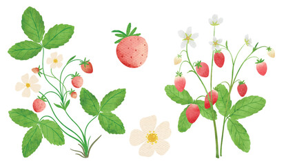 wild strawberry 