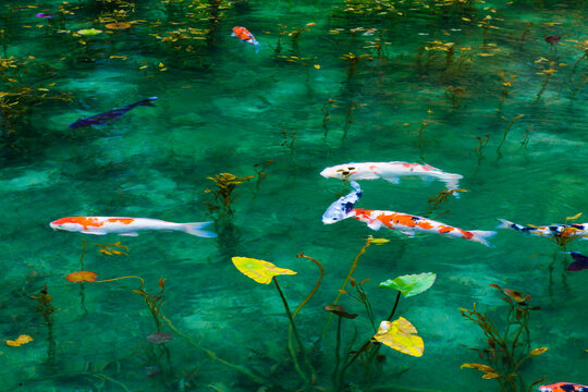 Monet's Pond, Japan,Gifu prefecture,Seki city