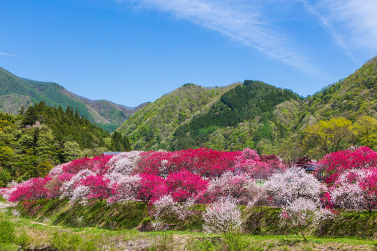 Hanamomo no sato village, Japan,Nagano Prefecture