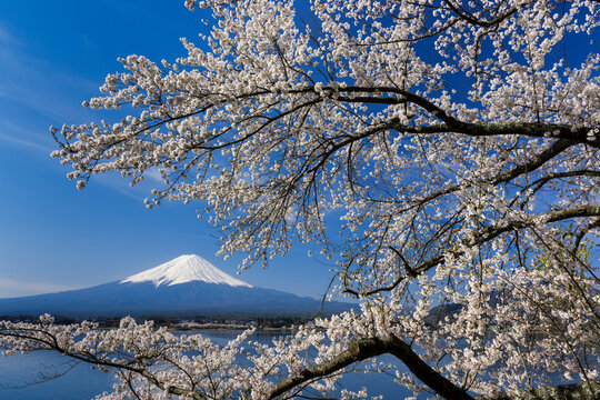 Mount Fuji with cherry blossom, Japan,Yamanashi Prefecture,Fujikawaguchiko, Yamanashi