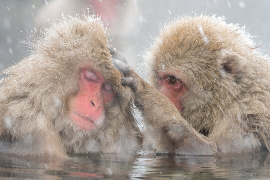 Snow monkeys bathing in a hot spring, Japan,Nagano Prefecture,Yamanouchi, Nagano