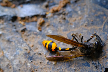 Great Potter Wasp Macro. Animal Closeups. Photo of Great Potter Wasp dying in a window (Delta Unguiculatum) macro. Photography using a macro lens. Bandung - Indonesia.