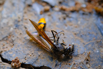 Macro Photography Yellow Wasp. Animal Closeups. Photo of dead and dust-covered European paper wasp ( Polistes dominula ) macro. Photographed using a macro lens. Bandung - Indonesia. Macro