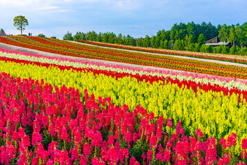 Shikisai no Oka in Biei, Japan,Hokkaido,Kamikawa-gun,Biei, Hokkaido