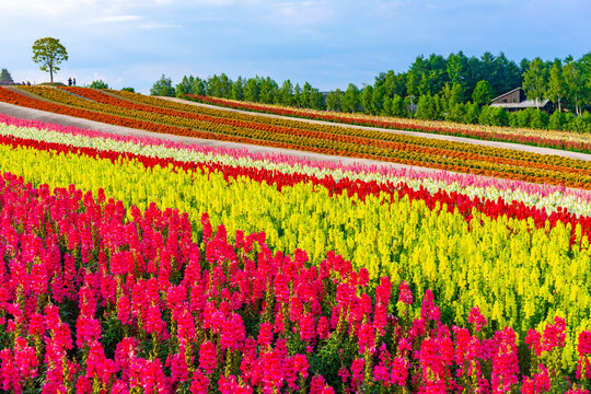 Shikisai no Oka in Biei, Japan,Hokkaido,Kamikawa-gun,Biei, Hokkaido