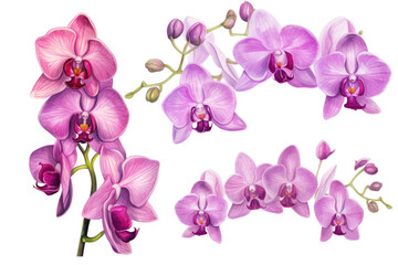Naklejka na ściany i meble Watercolor image of a set of orchid flowers on a white background