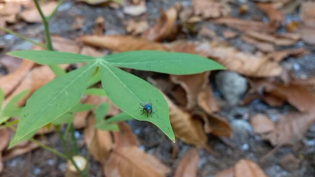 Blue bottle fly (calliphora vomitoria) on a green cassava leaf exposed to the wind