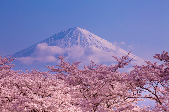 Fuji and Cherry Blossoms at Dawn, Japan,Shizuoka Prefecture,Fujinomiya, Shizuoka