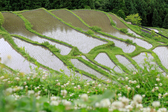 Spring of terraced rice field, Japan,Mie Prefecture,Kumano city