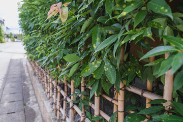 World-famous sightseeing spot that represents Kyoto in Japan [Arashiyama]