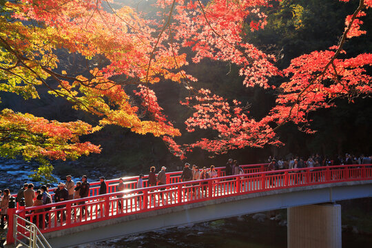 Korankei Gorge in Autumn Leaves, Japan,Aichi Prefecture,Toyota, Aichi