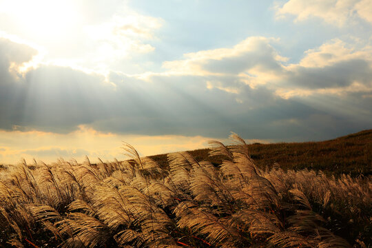 Silver Grass at Soni Plateau at Dusk, Japan,Nara Prefecture,Uda County,Soni, Nara