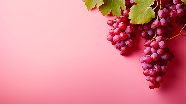 Image of ripe fresh grapes in copy space on pink background