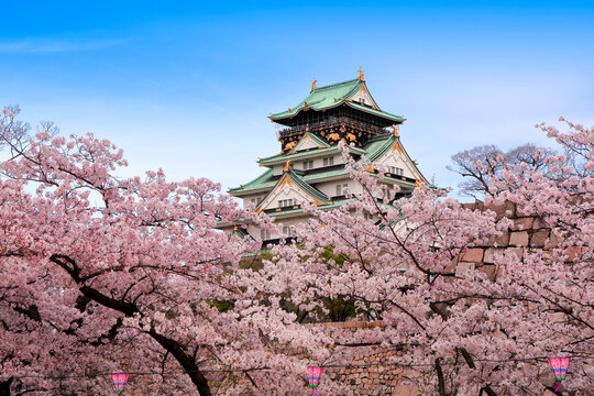 Osaka Castle and cherry blossoms, Japan,Osaka Prefecture,Osaka,Chuo-ku