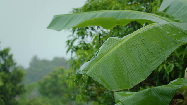 Raindrops dripping from the green banana leaves in the garden.