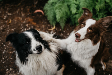 2 boder colie dogs playing in the garden