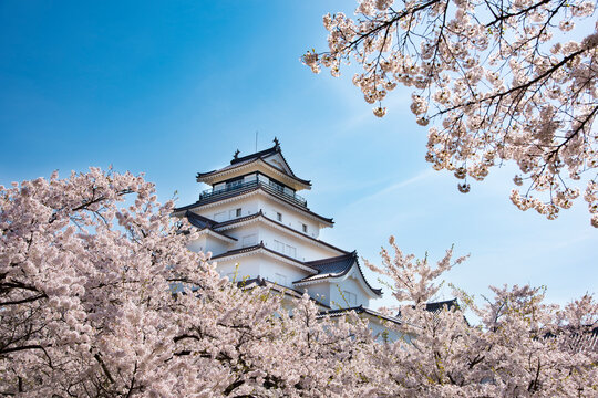 Tsuruga castle and cherry blossoms, Japan,Fukushima Prefecture,Aizu wakamatu shi