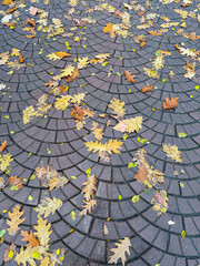 wet paving sidewalk covered with yellow maple leaves. autumn background.