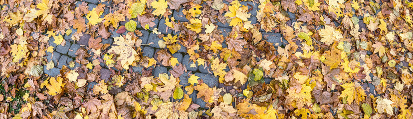 fallen colorful dry maple leaves on gray stone pavement. urban autumn background.