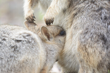 Mareeba Rock-wallaby joey drinking milk