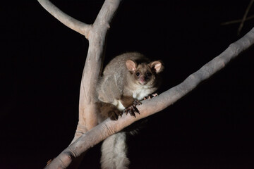 Northern Greater Glider sitting