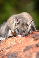 Yellow-bellied Glider eating sap