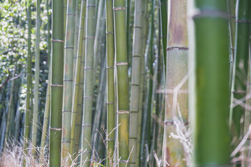 A town where the typical Kyoto townscape surrounded by bamboo forests still remains【Arashiyama】