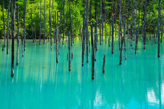 Blue pond, Japan,Hokkaido,Kamikawa-gun,Biei, Hokkaido