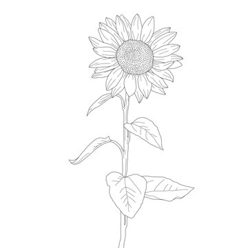 sunflower hand drawing. sketch sunflower. sunflower doodle. sunflower line art.
