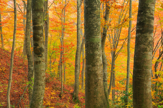 Fall foliage of Shirakami mountain range, Japan,Aomori Prefecture,Nakatsugaru District, Aomori,Nishimeya, Aomori