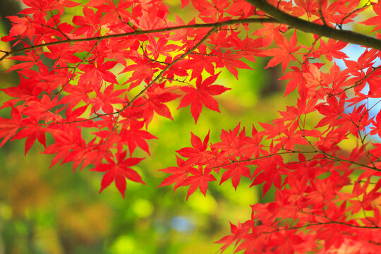 Autumn leaves of Motsuji temple, Japan,Iwate prefecture,Nishiiwai District, Iwate,Hiraizumi, Iwate