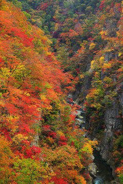 Autumn Leaves of Naruko Gorge, Japan,Miyagi prefecture,Osaki, Miyagi