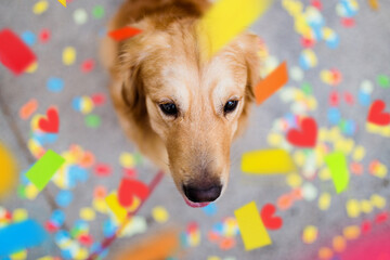 Portrait of golden retriever dog playing outdoors