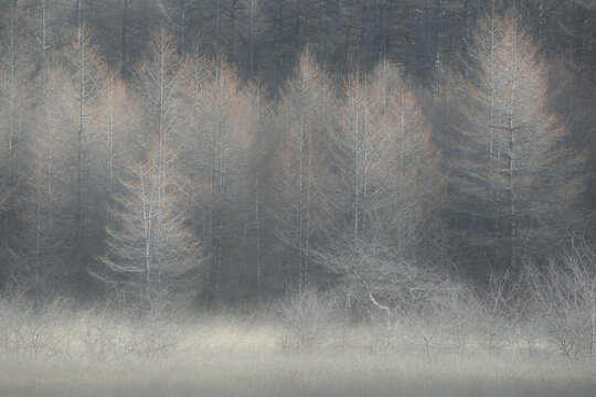 Odashirogahara, Japan,Tochigi Prefecture,Nikko, Tochigi