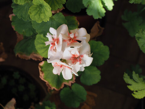 geranium (Geraniales) plant pink flower
