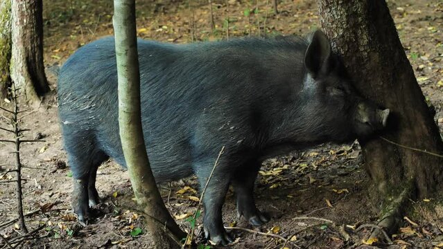 Close-up of a boar of black mini pig breed scratching its muzzle against a tree. A hog with dried mud on its body scratching against a tree trunk. Farm and pig breeding concept