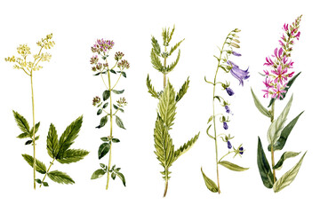 watercolor drawing plants and flowers, isolated at white background, natural elements, hand drawn botanical illustration